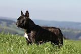 BOULEDOGUE FRANCAIS 537